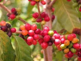 Man: : Filière café ,Les producteurs appelés à améliorer la qualité de leur café