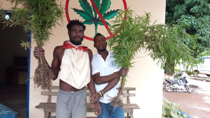 Facobly: 1 ha de cannabis détruit, 2 individus arrêtés à Soakpé